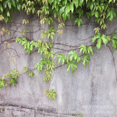 爬藤類植物|多年生爬牆植物級藤蔓植物有哪些